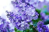 50 Purple Lilac Seeds | Syringa vulgaris | Non-GMO Fragrant Shrub for Landscaping, Hedges & Spring Blooms | Stunning Purple Flowers