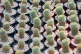 Lot of 10 Varieties Random Pick Cactus Unrooted Cuttings Bundle - Assorted Succulent Cuttings, Perfect for Propagation & Collection
