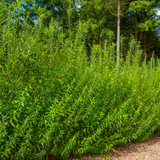 25 Hybrid Willow Tree Cuttings - 10 Inch Unrooted - Fast Growing Privacy Hedge - Erosion Control