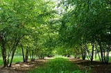 3 Chinese Elm Tree (Lacebark) Rooted Cuttings | Ulmus Parvifolia, Ideal for Bonsai, Hardy, Ornamental Tree for Home & Garden