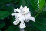 12 Unrooted Cuttings Old Southern Gardenia, 63-Year-Old Plant, Fragrant Flowers, Ideal for Propagation, Grow Your Own Gardenia Plant