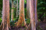 40 Rainbow Eucalyptus Seeds (Eucalyptus deglupta) - Vibrant Colorful Gum Tree, Fast-Growing, Tropical Evergreen, Unique Landscaping Plant