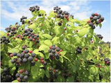 Raspberry Cuttings - 12+ Live Cuttings, Hardy Perennial, USDA Zones 3-9