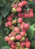 3 Florida Rose Blueberry Plants - Vaccinium virgatum | Rabbiteye Starter Plants | Pink Edible Fruit for Gardens & Landscapes