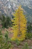 Larix Seeds - 20 Count - Mixed Varieties - Alaska Wild Harvested - Deciduous Conifer