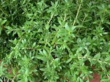 Sedum Sarmentosum Cuttings, Creeping Perennial, 70 Live Cuttings, Fast-Growing Ground Cover