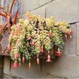 3 Unrooted Cotyledon Pendens Succulent Cuttings - 3-4 inch Long - Easy Grow, Propagation Plants
