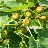Desert King Fig Cuttings - 5 Pcs + FREE Willow Water, Sweet Honey Fruit, Self-Fertile, Zones 7-10, Fast-Growing, Rain-Resistant Variety