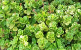 3 Fairy Crassula Succulent 3" Unrooted Cuttings - Crassula Multicava, Calico Kitten, Easy Care Houseplant, Rare Succulent for Gardening