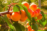 6 Manchurian Apricot Unrooted Cuttings (Prunus armeniaca) Organic Hardwood Scion Wood - Ideal for Grafting, Apricot Tree Propagation
