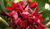 2 Plumeria Wildfire Red Cuttings - Rare Unrooted, 9-12 inches Tall, Fragrant Flowering Plant, Tropical, Frangipani, Live Plant Cuttings