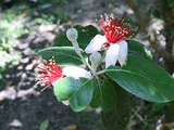 Pineapple Guava Tree Cuttings, Acca sellowiana, Self-Fertile, USDA Zones 8-11, Evergreen, Edible Flowers and Fruit