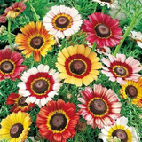 100 Painted Daisy Flower Seeds | Chrysanthemum coccineum | Colorful Perennial for Pollinator Gardens, Borders & Bouquets
