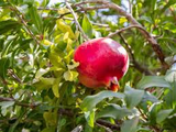 4 Wonderful Pomegranate Unrooted Cuttings 6-8" from Mature Plant, Punica Granatum, Fruit Tree Cuttings, Perfect for Rooting & Propagation