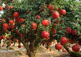 25 Pomegranate Seeds (Punica granatum) - Sweet Tropical Edible Fruit Shrub/Tree, Grow Your Own Fresh Pomegranates, Fast Growing, Healthy