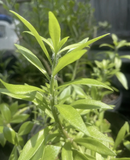 Pereskiopsis Cuttings, 10 Grafting Stock Stems, 2-4" Length, Fast-Growing Cactus Rootstock, USDA Zones 10-12