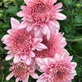 Pink Chrysanthemum Starter Plant Bare Root Early Bloom Variety USDA Zones 5-9