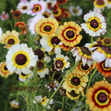 100 Painted Daisy Flower Seeds | Chrysanthemum coccineum | Colorful Perennial for Pollinator Gardens & Borders | Non-GMO