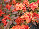 Fireball Azalea Rhododendron | Well-Rooted Starter Plant | Deciduous Shrub | Red Blooms | Outdoor Landscape Plant