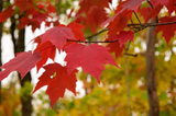 Red Maple Tree Cuttings, Acer rubrum, 12 Live Clippings, Color-Changing Foliage, USDA Zones 3-9, Wildlife Habitat