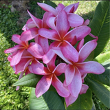 Rooted Plumeria Cutting 'Wave Rage' - 17 Inch with 2 Tips - Hawaiian Frangipani
