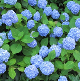 Hydrangea Macrophylla Nikko Blue 6 Rooted Cuttings 7-10 Inches Blue Flowers Shade Tolerant