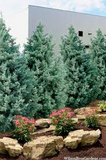 5 Carolina Sapphire Cypress Trees - Cupressus arizonica | 12–24” Live Plants | Fast-Growing Evergreen for Privacy & Landscaping