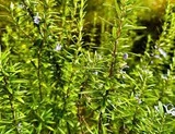 15 Organic Rosemary Herb Plant Cuttings, Rosmarinus Officinalis, Unrooted 10" Each, Fresh Culinary Herb for Propagation, Easy to Grow