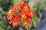 5 Rooted Cuttings Epidendrum Radicans - Ground Orchid, Fire Star Orchid - Live Plants for Sale