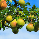 3 Ayers Pear Fruit Tree Scion Unrooted Cutting for Rooting or Grafting | Pyrus Communis | Hardy Pear Tree for Garden & Orchard