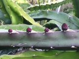 Black Africanis Dragon Fruit Cuttings - 8-10" Rare TLM Variety, Near-Black Skin, Red Flesh, Fast Rooting, Self-Fertile, Exotic Collector's Pitaya