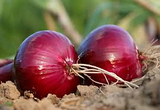 70 Seeds Onion Red Burgundy Short Day for Planting (Allium cepa) - Sweet, Mild Red Onions for Home Gardens, Ideal for Early Spring Planting