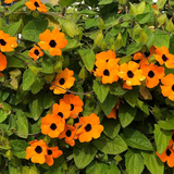 100 Black Eyed Susan Vine Seeds | Thunbergia alata | Exotic Climbing Flower | Non-GMO Seeds for Vertical Gardens & Trellises