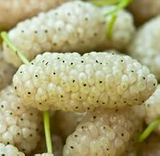 1 White Mulberry Tree - Morus alba | 1–2 ft Live Bare Root Tree | Fast-Growing Fruit Tree for Edible & Wildlife Gardens