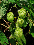 Humulus lupulus Seeds - 20 Count - Hops Vine - Fast-Growing Climber - Zone 4-8