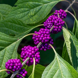 Beautyberry Bush Cuttings, Callicarpa americana, 7 Live Clippings, Purple Berries, USDA Zones 6-10, Wildlife Friendly