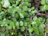 11 Elephant Bush Dwarf Jade Cuttings, Portulacaria Afra, Green/Red Stem, Unrooted 7-12", Succulent Plant for Propagation, Easy Care