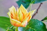 6+ Tulip Tree Cuttings | Liriodendron tulipifera | Fast-Growing Shade Tree | Green-Yellow Tulip Flowers