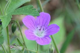 3 Cranesbill Wild Geranium Plants - Bare Root Geranium Maculatum | Organic Perennial Wildflower for Shade & Woodland Gardens