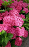 6 Live Fresh Heirloom MAGENTA Hydrangea Cuttings - 6" Unrooted - Easy to Grow, Beautiful Blooms, Hydrangea macrophylla, Garden Plant