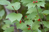 Viburnum edule Cuttings - 4 Count - Highbush Cranberry - Wild Harvested