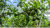 2 Full Florida Avocado Unrooted Cuttings for Grafting - Persea americana Choquet - Grows Huge Fruit - Perfect for Backyard Garden