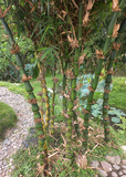 Bambusa ventricosa Cutting, Buddha Belly Bamboo, 1 Rooted Division, Clumping Bamboo, USDA Zones 9-11