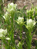50 mg Seeds Castilleja sulphurea (Sulfur Paintbrush) Indian Paint Brush for Planting | Vibrant Wildflower for Pollinator Gardens