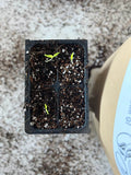 Seedling Mix for Seed Starting