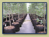 Smart Pot 45 gal 27" x 18" Pots & Containers