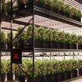 Spider Farmer G1000W 1000W Dimmable Full Spectrum CO2 LED Grow Light