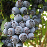Star Blueberry (Early Harvest)