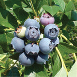 Star Blueberry (Early Harvest)