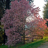 Leonard Messel Magnolia